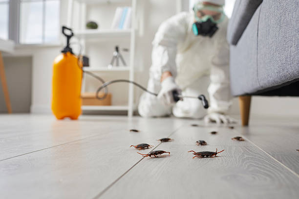 Affordable Termite Control solutions in Arlington, VA